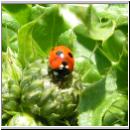 Coccinella quinquepunctata - Fuenfpunkt 05.jpg